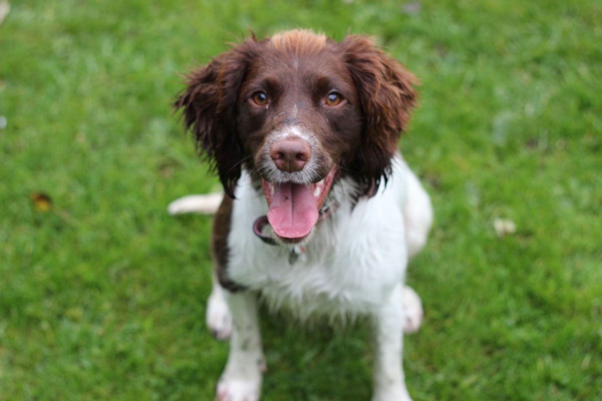 Millie_English_Springer_Spaniel_Facts